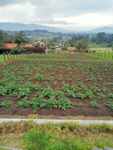 VENDO LOTE - VEREDA RODAMONTAL COGUA CUNDINAMARCA