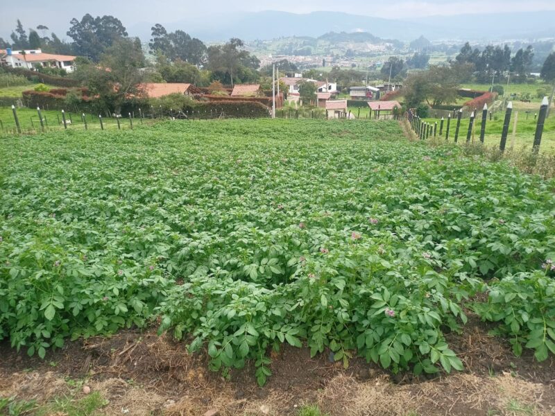 VENDO LOTE - VEREDA RODAMONTAL COGUA CUNDINAMARCA